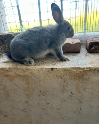Coniglio grigio di Carmagnola