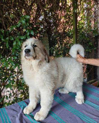 Cuccioli Cane da Montagna dei Pirenei
