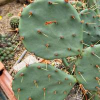 Opuntia 