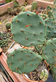 Opuntia 