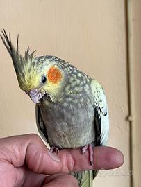 Calopsiti, parrocchetto monaco inseparabili