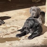 Cuccioli di cane Corso