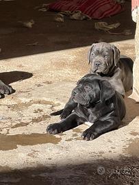 Cuccioli di cane Corso