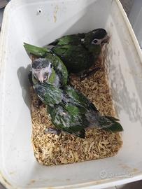 Animali