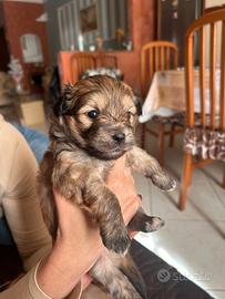 Cucciolo Morkie