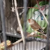 Canarino incrociato con Cardellino