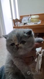 Gatti Exotic Shorthair
