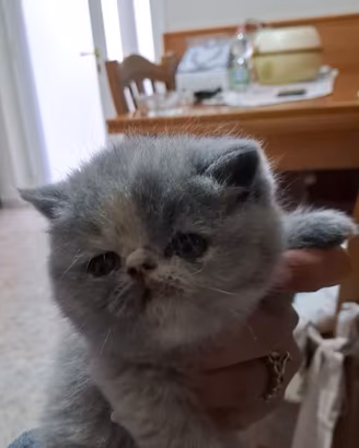 Gatti Exotic Shorthair