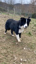 Cucciolo border collie adozione maschio