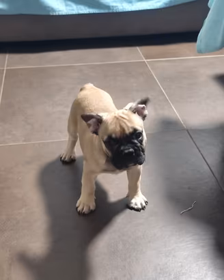 Bulldog francese Fulvio