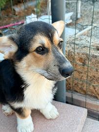 Cucciolo Welsh Corgi Pembrooke