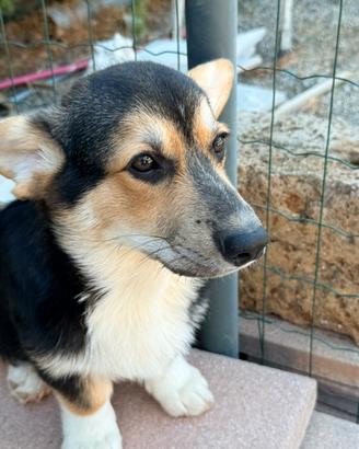 Cucciolo Welsh Corgi Pembrooke