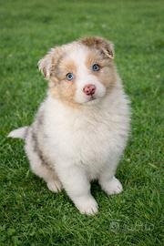 Cuccioli australian shepherd