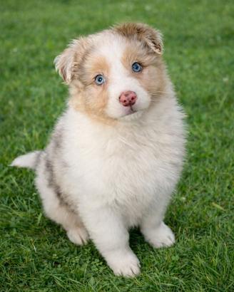 Cuccioli australian shepherd