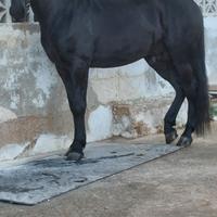 Cavallo murgese