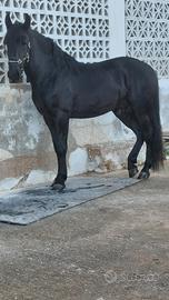 Cavallo murgese