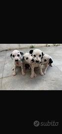Magnifico cucciolo di dalmata