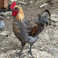 Galli legbar araucana e silverudds isbar