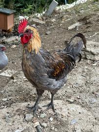 Galli legbar araucana e silverudds isbar