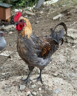 Galli legbar araucana e silverudds isbar