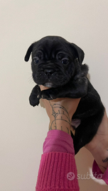 Cuccioli di bulldog francese