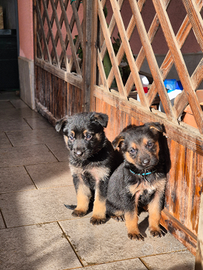 Pastore tedesco cuccioli originali