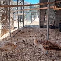 Animali da compagnia