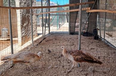 Animali da compagnia