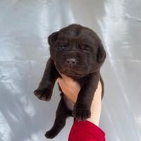 Cuccioli di Labrador