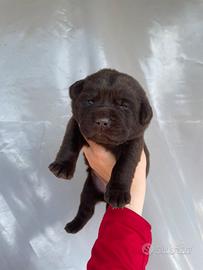 Cuccioli di Labrador