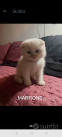 Scottish fold cucciolo maschio