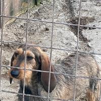 Cucciola nera pelosa affettuosa dieci mesi