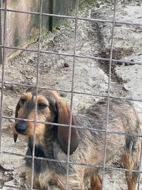 Cucciola nera pelosa affettuosa dieci mesi