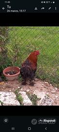 Tre galli ruspanti