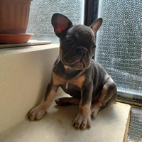 Cuccioli di bulldog francese