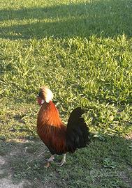 Gallo olandese nano ciuffato