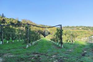 TER. AGRICOLO A CESENA