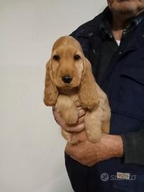 Cucciolo di cocker spaniel inglese