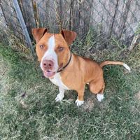 Pit Bull Red Nose