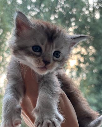 Cucciola di Maine Coon