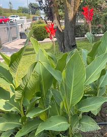 Bulbi canna indica gigante