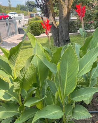 Bulbi canna indica gigante