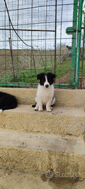 Cuccioli di Border Collie