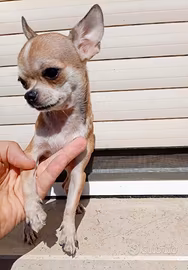 Cucciola di chihuahua mini toy