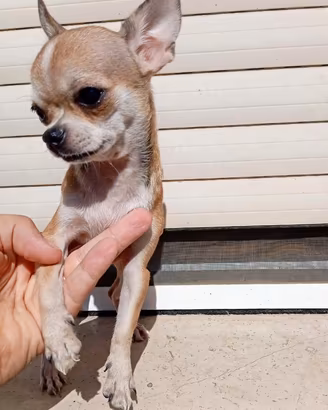 Cucciola di chihuahua mini toy