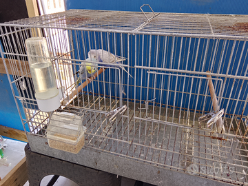 Coppia di cocoriti pronti per la riproduzione, con