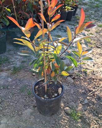 Piante Photinia e Paulownia + Servizio Piantumazio