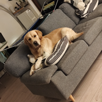 Golden retriever per monta