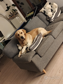 Golden retriever per monta