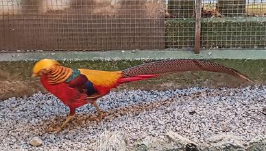 Fagiani ORNAMENTALI (DORATI ROSSI e LADY)